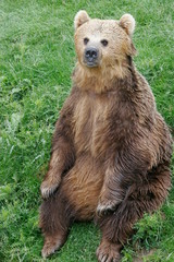 Fototapeta premium european brown bear, captive