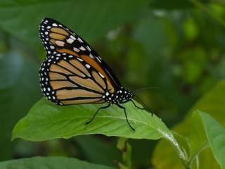 Monarch butterfly perched on a green leaf