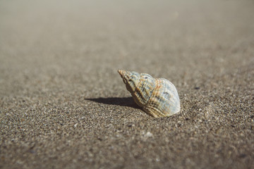 Sea shell on sandy beach. Summer background. Copy space. Can use as banner
