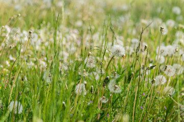 wildflowers on green grass
