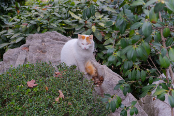 White-ginger cat sitting on stone and looking forward in the park