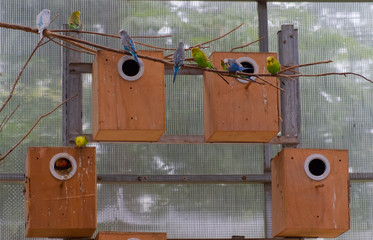 budgerigar wave parrots sits on the branch near the nesting boxes in pavilion of the park located at China, Xiamen