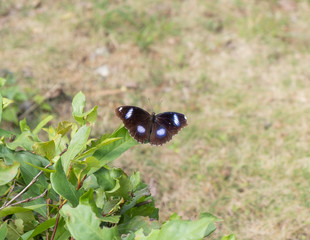 Blue moon or other name Common,Great or Varied Eggfly is a species of Hypolimnas bolina sitting on bush leaf