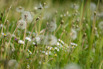 wildflowers in green grass