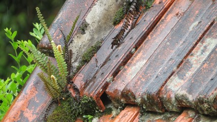 Planta