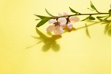 Peach flower branch on yellow space background