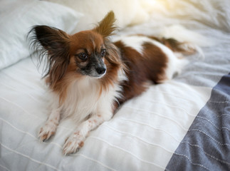 Charming dog Papillon lying on the bed of the owners