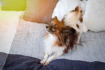 Charming dog Papillon lying on the bed of the owners