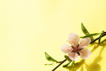 Peach flower branch on yellow space background
