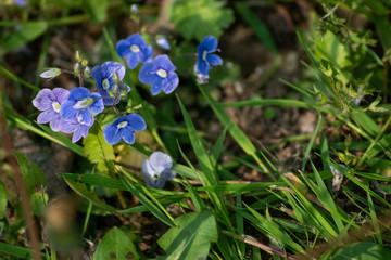 blue flowers on green grass
