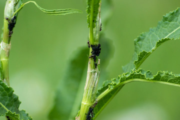 ant on a stalk