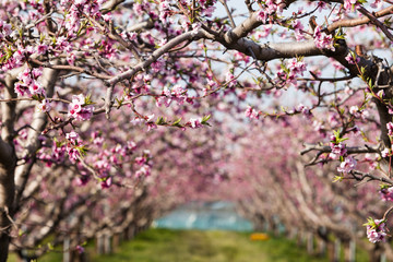Peach blossom flower in the garden