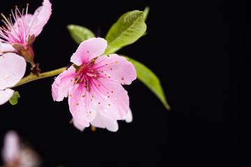 Peach blossom flower in studio view