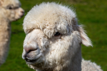 A close up image of an Alpaca