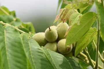 Manchurian walnut (Juglans mandshurica / Japanese walnut)