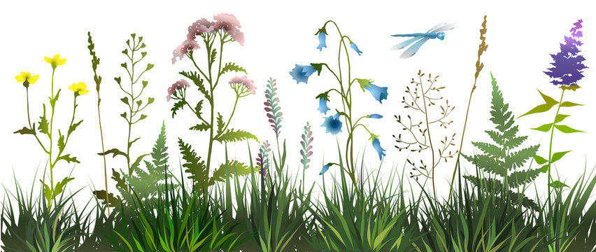 Meadow wild herbs and flowers on white background. Wildflowers. Floral background. Wild grass. Vector illustration.