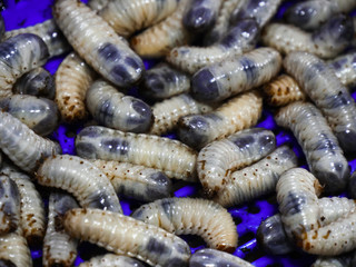 Larva of the bug named Cetonia pilifera in south korea