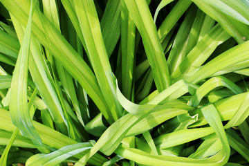 background of long green leaves of the plant