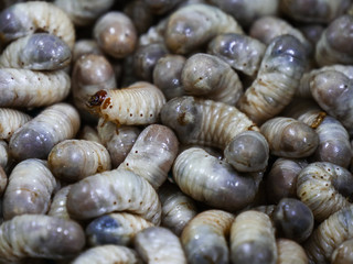 Larva of the bug named Cetonia pilifera in south korea