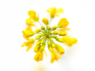Rapeseed flower on white background Brassica napus blossom