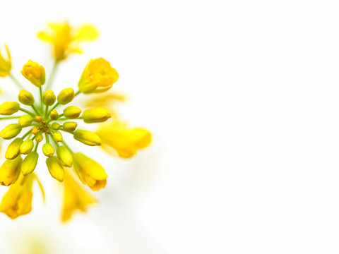 Rapeseed flower on white background Brassica napus blossom