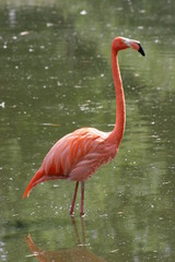 greater flamingo at zoo