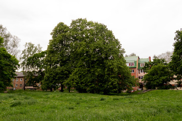 small park on the outskirts of the city with old trees