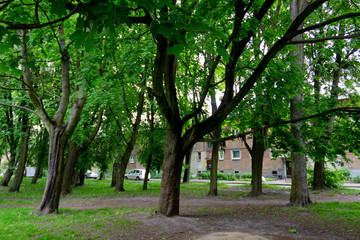 small park on the outskirts of the city with old trees