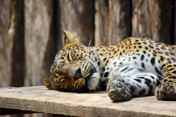 Leopard Panthera Ardus Kotiya Sleeping
