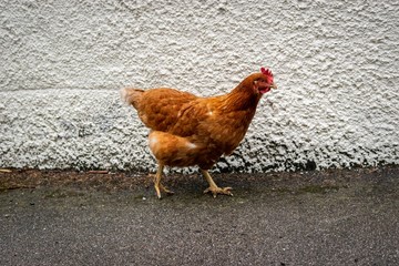 hen on farm