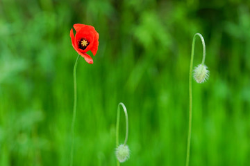 red poppy flower on a green blurred background