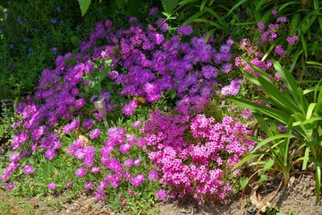 Obraz premium Fleurs en Bretagne