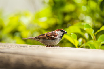 Bird at Villa Borghese, Rome