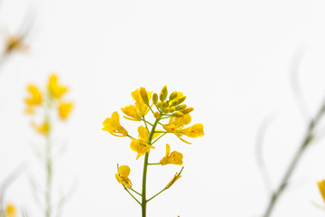 Canola rape seed flower on light background