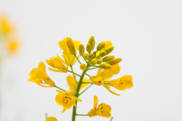 Fototapeta premium Canola rape seed flower on light background
