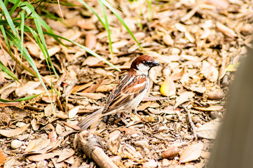 Bird at Villa Borghese, Rome