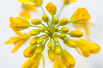 Rape seed canola on white background