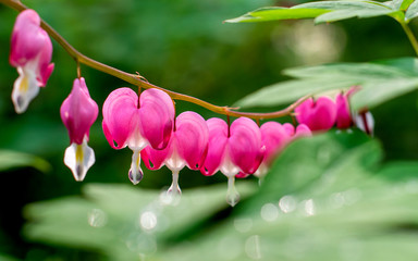 Pink bleeding heart flowers	