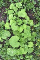 Plant Background For Your Design And Needs