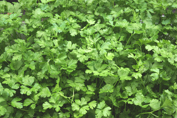 Plant Background For Your Design And Needs