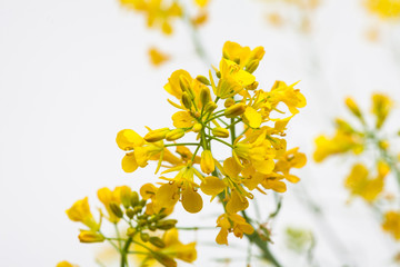 Bouquet view of canola flower on white background
