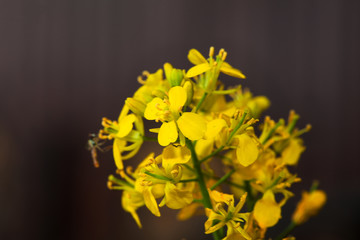 Rape seed canola flower with bee