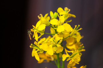 Rape seed canola flower with bee