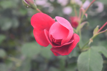 Red rose flower blooming in roses garden on background