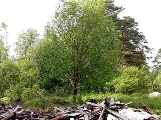 Garbage dump in the forest.