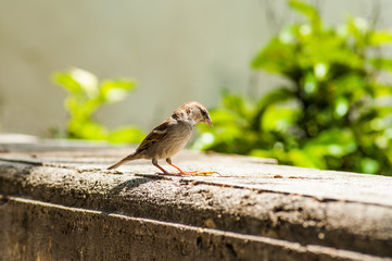 Bird at Villa Borghese, Rome