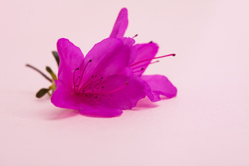 Azalea flower on pink background