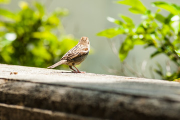 Bird at Villa Borghese, Rome