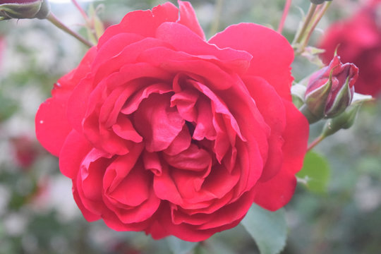 Red rose flower blooming in roses garden on background