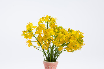 Boutique of yellow canola blooming on white